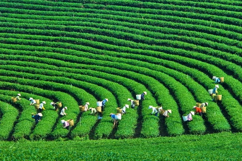 Xuất khẩu chè top 5 thế giới nhưng vì sao giá chè của Việt Nam chỉ bằng một nửa?