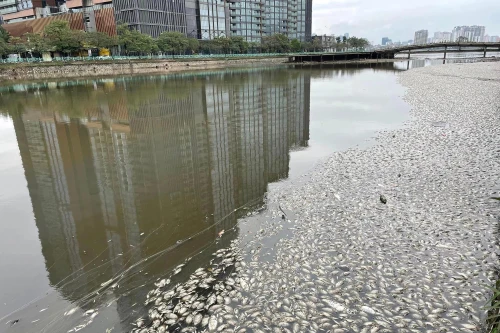 Cá chết nổi trắng hồ Thủy Sứ là do hoạt động trồng sen