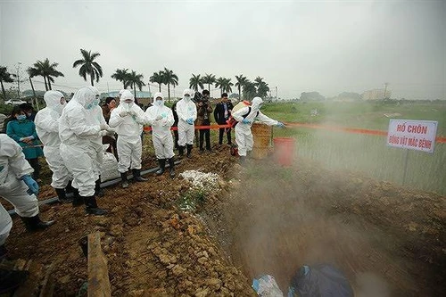 Dịch tả lợn châu Phi diễn biến phức tạp nhưng địa phương báo cáo còn “mơ màng“