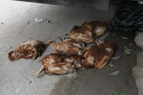 Cúm gia cầm xuất hiện trở lại