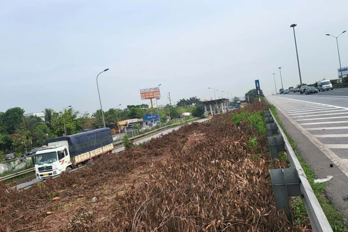 Vì sao lại chặt hạ gần trăm nghìn cây keo tai tượng hai bên cao tốc Cầu Giẽ- Ninh Bình?