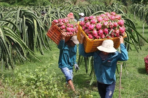Xuất khẩu nông sản 3 tháng đầu năm mang về con số bất ngờ