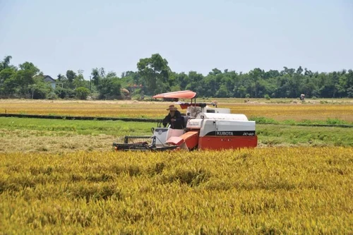 Kiến nghị tăng mua dự trữ quốc gia lúa Hè Thu để tránh trục lợi