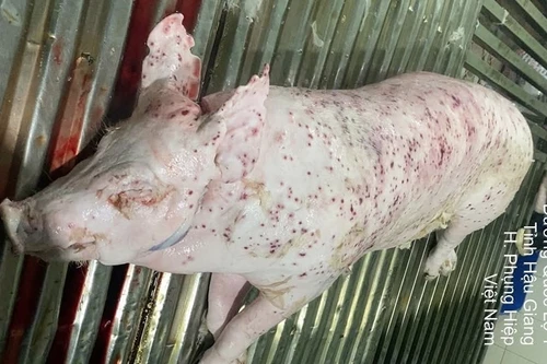 Bộ Nông nghiệp và Môi trường chính thức đề nghị Bộ Công an vào cuộc vụ thịt lợn C.P