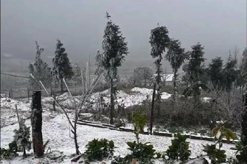 Cuối tuần, không khí lạnh cường độ mạnh tràn xuống Bắc bộ, nhiều trâu bò chết vì giá rét