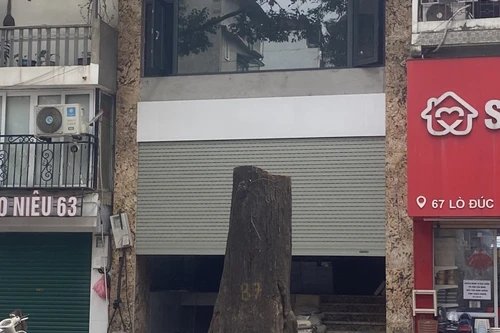 Vì sao cây sao đen trăm tuổi trên phố Lò Đúc bị chặt hạ?