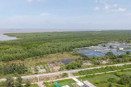 Thái Bình giữ nguyên khu bảo tồn thiên nhiên đất ngập nước Tiền Hải