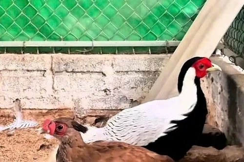 Gà lôi trắng có thể được nhân, nuôi vì sao vẫn thuộc loài nguy cấp, quý hiếm?