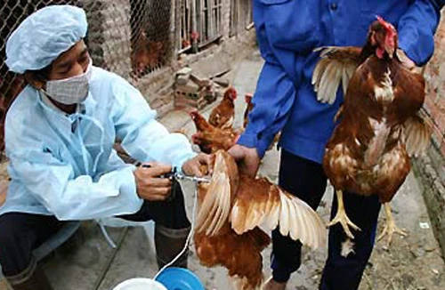 21 tỉnh xuất hiện cúm gia cầm