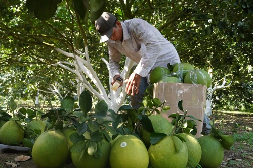 Mỹ chính thức nhập khẩu quả bưởi tươi của Việt Nam, làm sao để giữ thị trường?