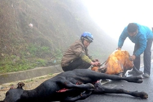 14 người nhiễm bệnh nhiệt thán, người dân không giết mổ, tiêu thụ gia súc bệnh