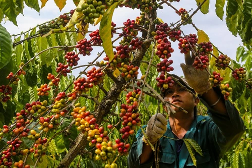 Xuất khẩu nông lâm thủy sản nhiều tín hiệu tốt, mang về hơn 45,3 tỷ USD