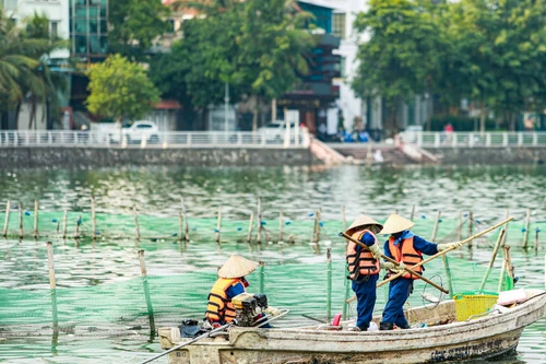 Cá chết nổi đầy Hồ Tây, công nhân thoát nước thu vớt mỗi ngày 50 kg