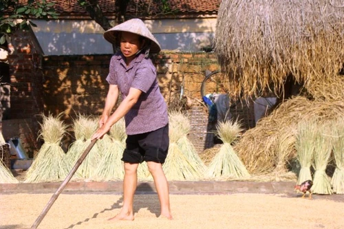 Báo động: Nông dân thêm nghèo đói, dù xuất khẩu nhất nhì thế giới 