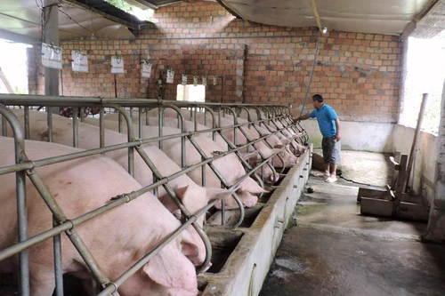 Triển lãm quy mô lớn nhất Vietstock 2022 quy tụ 170 doanh nghiệp lĩnh vực chăn nuôi, chế biến