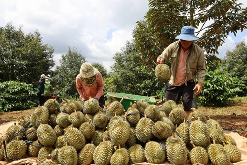 Xuất khẩu sầu riêng trúng lớn, thương lái “tranh mua, tranh bán” nhiễu loạn thị trường