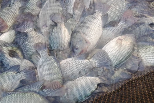 Vì sao Brazil tạm dừng nhập khẩu cá rô phi của Việt Nam?