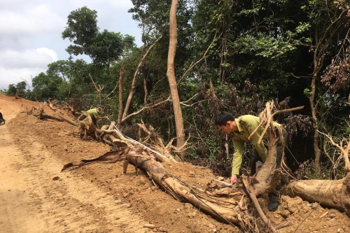 Khẩn trương xác minh phản ánh phá rừng tự nhiên mở đường công vụ thi công cao tốc Quảng Ngãi- Hoài Nhơn