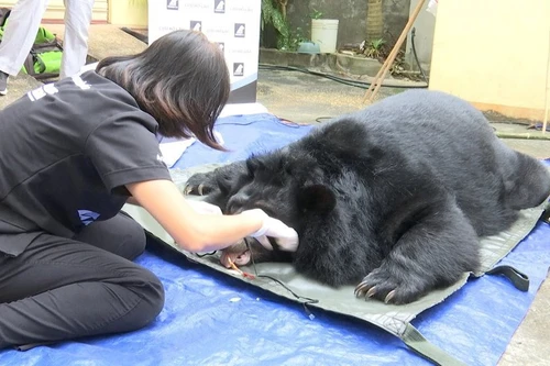 Bỏ quy định dừng nhập khẩu động vật hoang dã