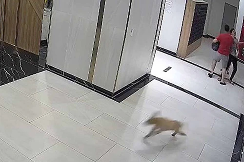 Kiến nghị nuôi chó phải rọ mõm khi ra đường, Bộ Nông nghiệp nói gì?