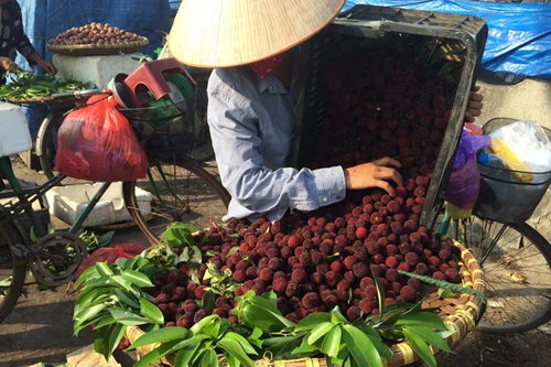 Thanh mai Trung Quốc tràn về Hà Nội được “thổi” giá ngất trời