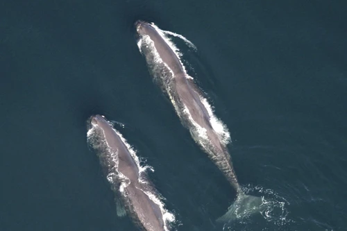 Nhiều loài cá voi lớn được phát hiện ngoài khơi New England có nguy cơ tuyệt chủng