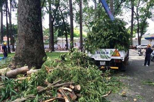 Cổ thụ gãy nhánh rơi trúng cụ bà, người chơi Pokemon tháo chạy