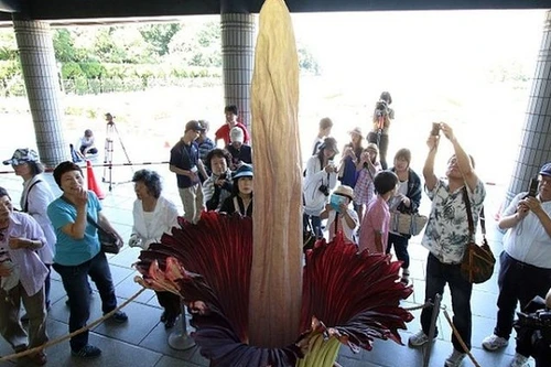 Hàng trăm người đổ xô chiêm ngưỡng "hoa xác chết"