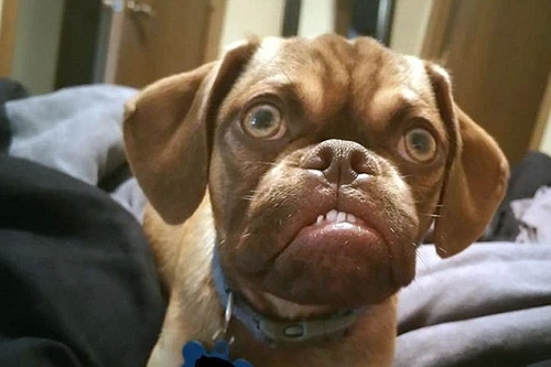 Chú chó "khó tính nhất thế giới" "gây bão" mạng xã hội