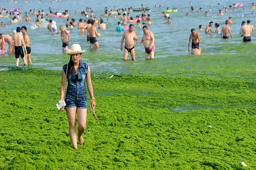 Khiếp sợ nhìn tảo xanh phủ đặc kín bãi biển Trung Quốc 