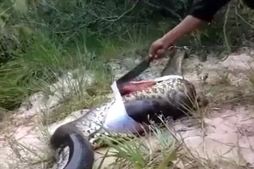 Video mổ bụng trăn khồng lổ và sự thực khủng khiếp bên trong