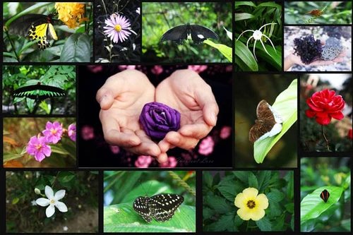 Toyota Việt Nam xử lý nước thải thành nước sinh hoạt 