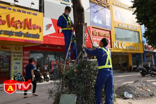Hà Nội: Nới gông sắt cho 600 cây xanh trên các tuyến phố Thủ đô