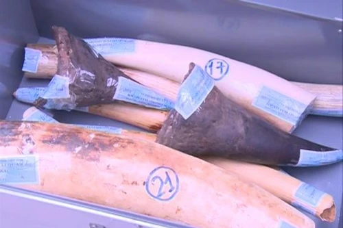 Lực lượng chức năng phát hiện thu giữ 65 kg sừng tê giác