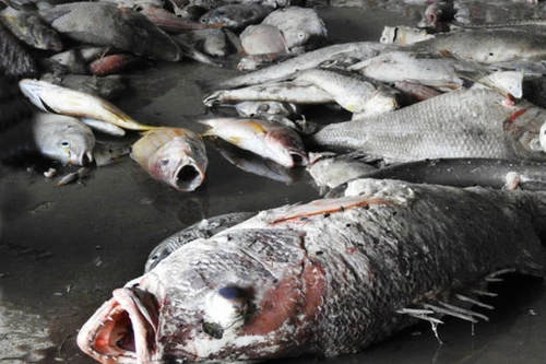 500 triệu USD bồi thường còn rất nhỏ so với thiệt hại Formosa đã gây ra