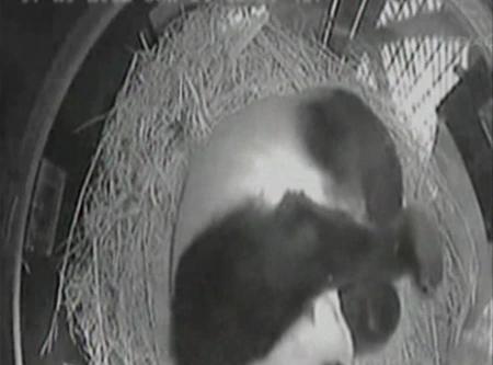 Gấu Panda 20 năm tuổi sinh con ở sở thú San Diego