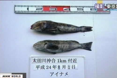Phát hiện cá nhiễm phóng xạ ngoài khơi Fukushima