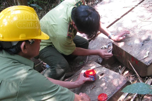 Lâm tặc phá rừng cách trạm vài trăm mét, cán bộ kiểm lâm... không hay biết