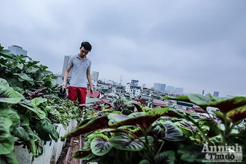 Xem tận mắt cảnh trồng rau, nuôi lợn, thả cá giữa trung tâm Hà Nội