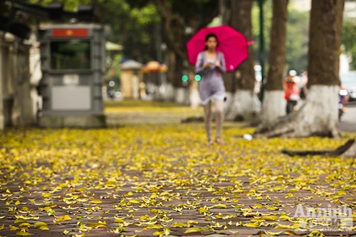 Đẹp ngỡ ngàng những con phố Hà Nội được "nhuộm vàng"