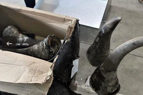 [Tin nhanh sáng 23-6-2022] Bắt giữ kẻ cầm đầu đường dây buôn lậu sừng tê giác, ngà voi ‘khủng’