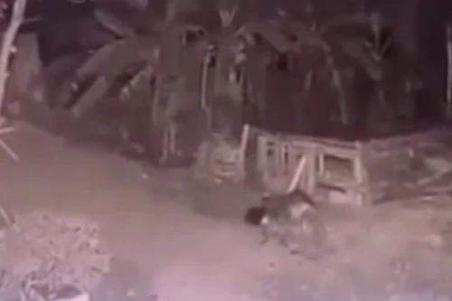 Khởi tố chủ chó trong vụ bé gái bị cắn tử vong ở Vĩnh Phúc