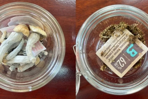 Thu giữ 'nấm thần' gây ảo giác cực mạnh tại nhà nam thanh niên 18 tuổi