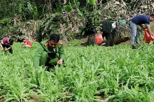 Triệt phá 3.800 cây thuốc phiện 'vô chủ' được trồng giữa rừng sâu, núi đá
