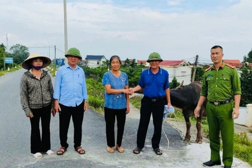 Công an xã phối hợp tìm chủ chú trâu bị lũ cuốn trôi từ Phú Thọ về Hà Nội 
