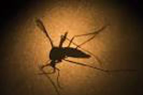 Phát hiện trường hợp nhiễm Zika đầu tiên tại Lào, Philippines