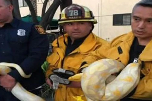 Hú vía với con trăn trong nhà hàng