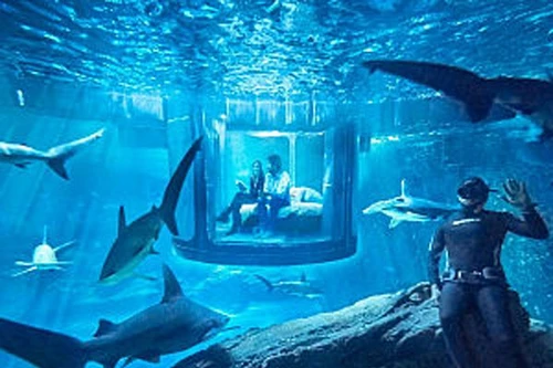 Ngủ cùng… cá mập