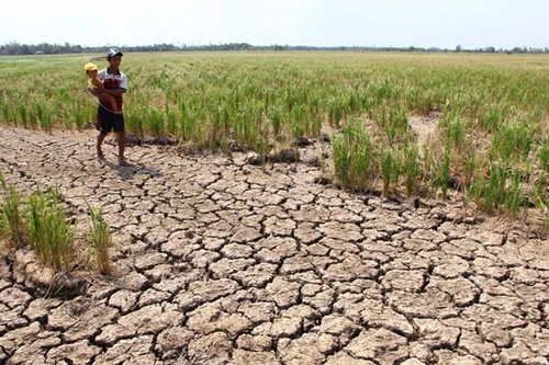 Khát khô vì đập thủy điện 