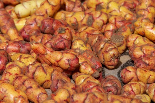 Trồng khoai tây trên sao Hỏa